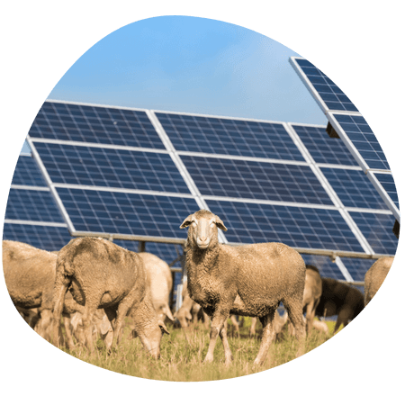 Sheep in a solar panel farm