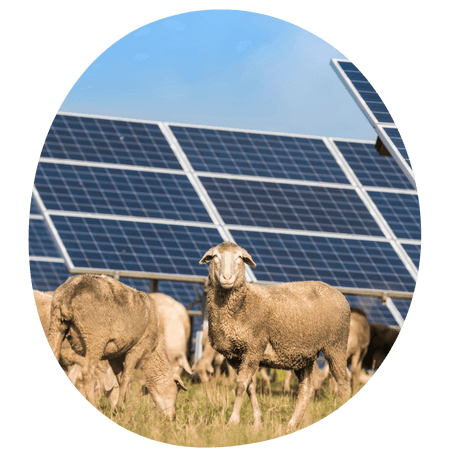 group of sheep stood in front on solar panels