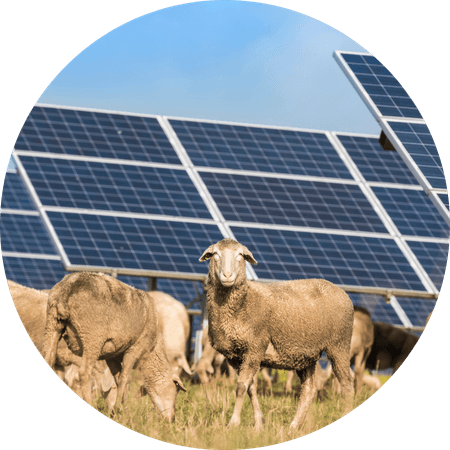 sheep in field by a solar farm