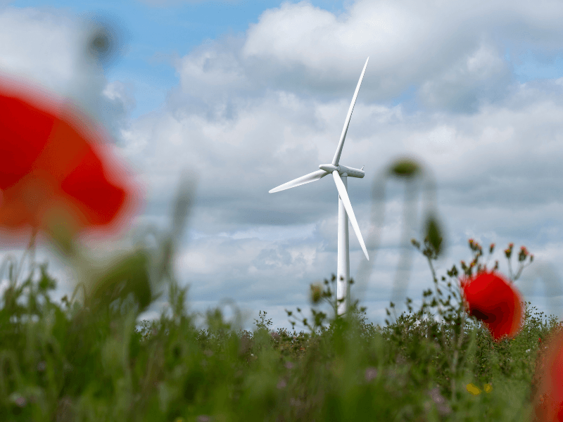 wind turbine in a field with Octopus energy logo