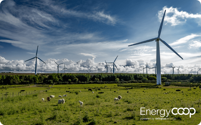 Wind farm field with sheep in 