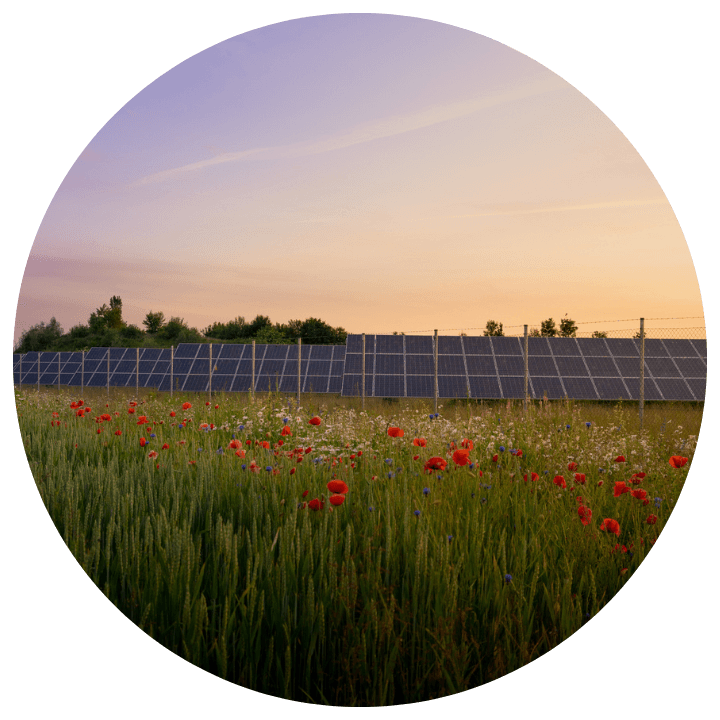 Solar panels in a poppy field