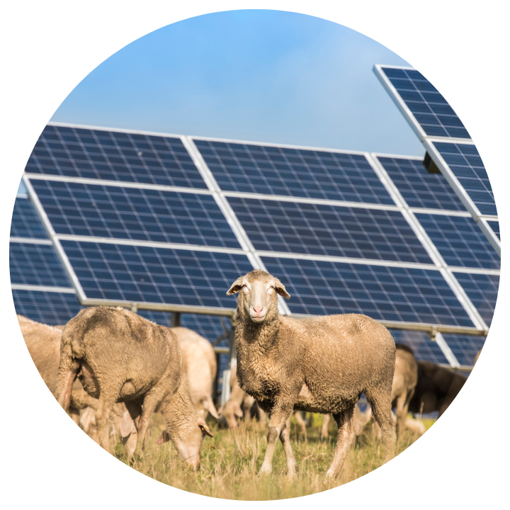 Sheep in a solar panel farm