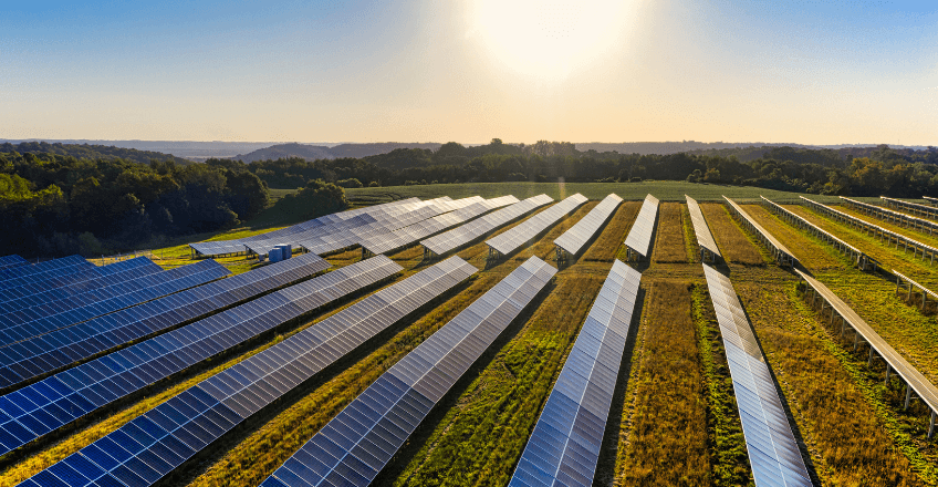 solar farm in the summer