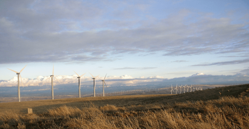 wind turbines in a field