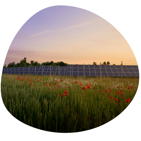 Solar panels in a poppy field
